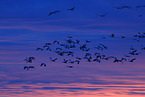 snow geese