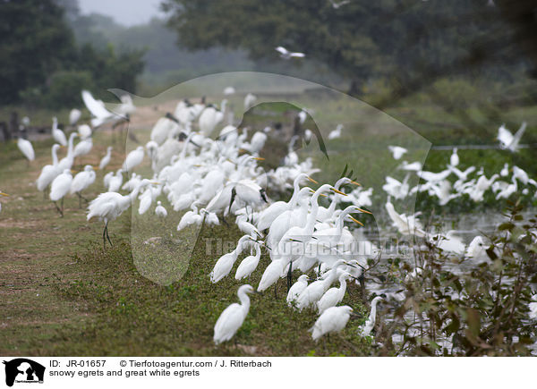 Schmuckreiher und Silberreiher / snowy egrets and great white egrets / JR-01657