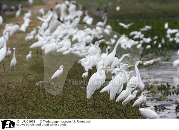 Schmuckreiher und Silberreiher / snowy egrets and great white egrets / JR-01658