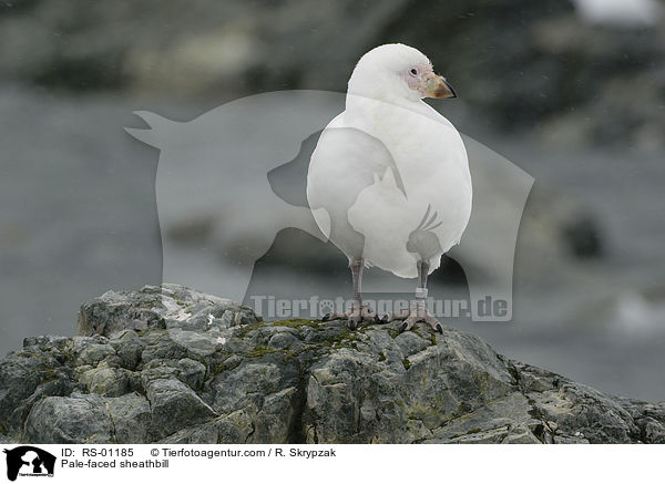 Weigesicht-Scheidenschnabel / Pale-faced sheathbill / RS-01185