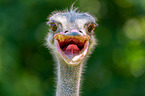 South african ostrich