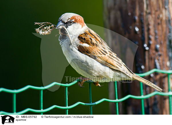 sparrow / MBS-05792