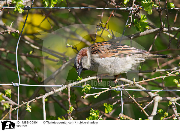 sparrow / MBS-05801