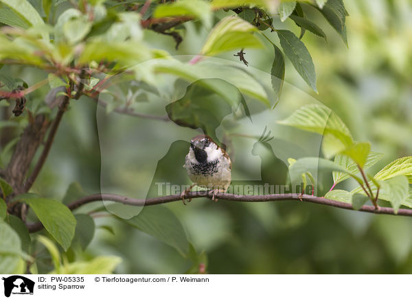 sitting Sparrow / PW-05335
