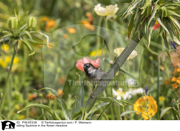sitzender Sperling in der Blumenwiese / sitting Sparrow in the flower meadow / PW-05338
