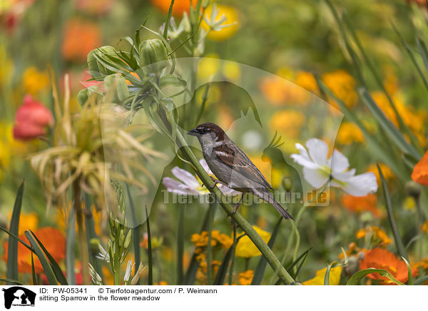 sitting Sparrow in the flower meadow / PW-05341
