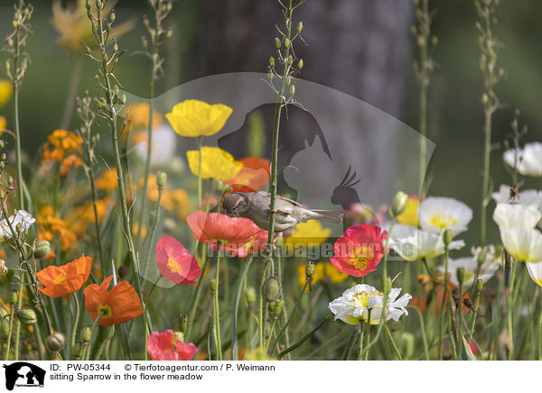 sitzender Sperling in der Blumenwiese / sitting Sparrow in the flower meadow / PW-05344