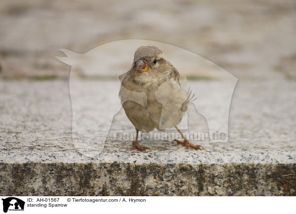 standing Sparrow / AH-01567
