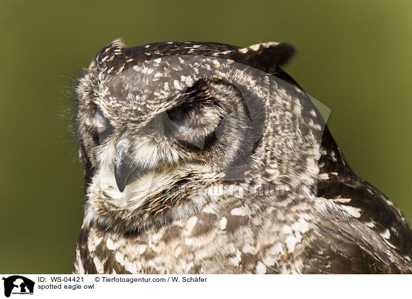 spotted eagle owl / WS-04421