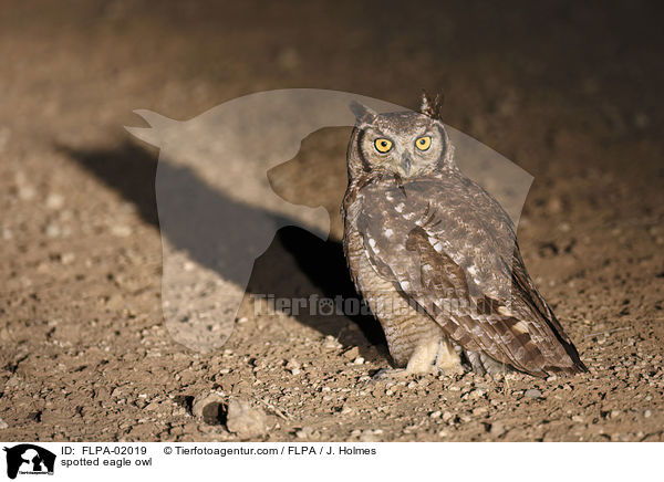 spotted eagle owl / FLPA-02019