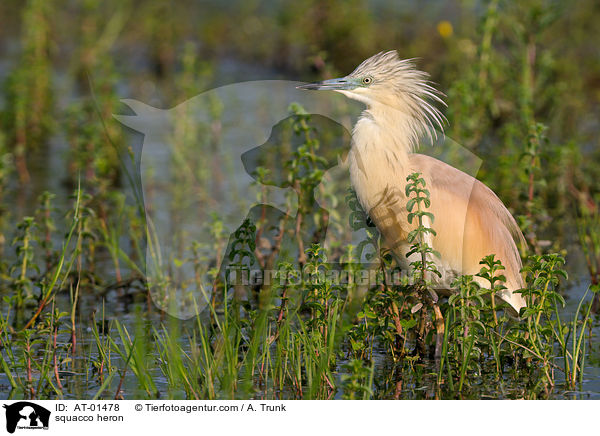 squacco heron / AT-01478