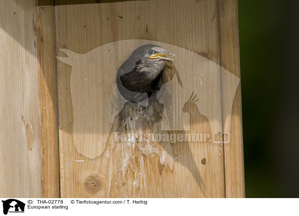 European starling / THA-02778