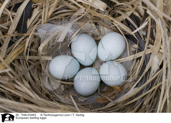 Staren Eier / European starling eggs / THA-03463