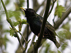 European starling