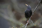 European starling