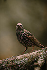 European starling