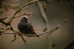 European starling