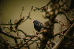 European starling