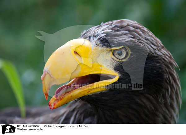 Stellers sea-eagle / MAZ-03632