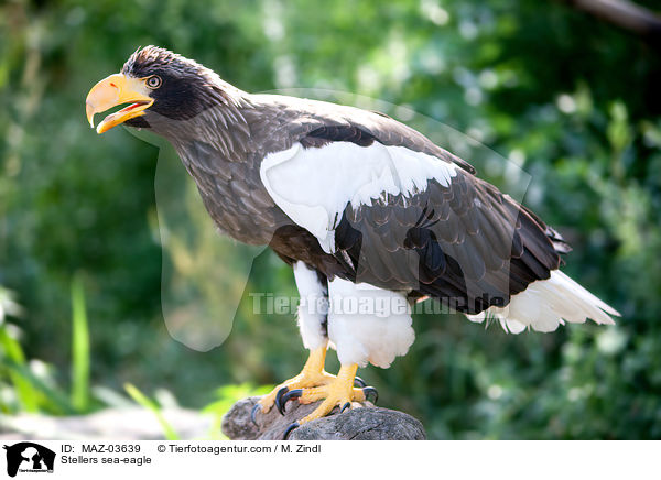 Stellers sea-eagle / MAZ-03639