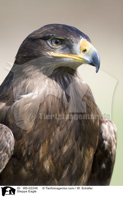 Steppenadler / Steppe Eagle / WS-02246