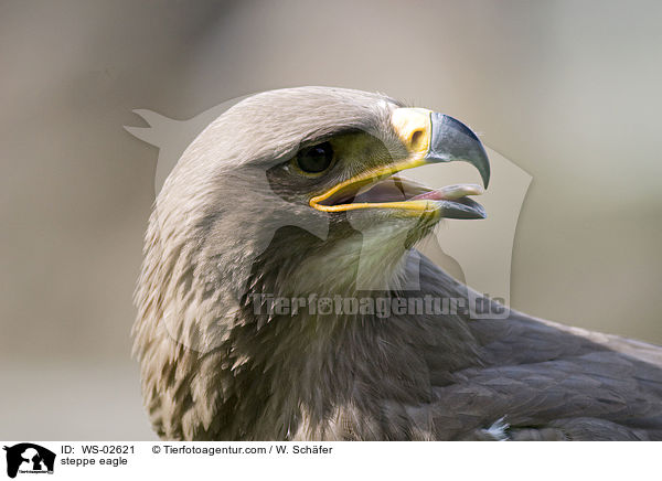 steppe eagle / WS-02621