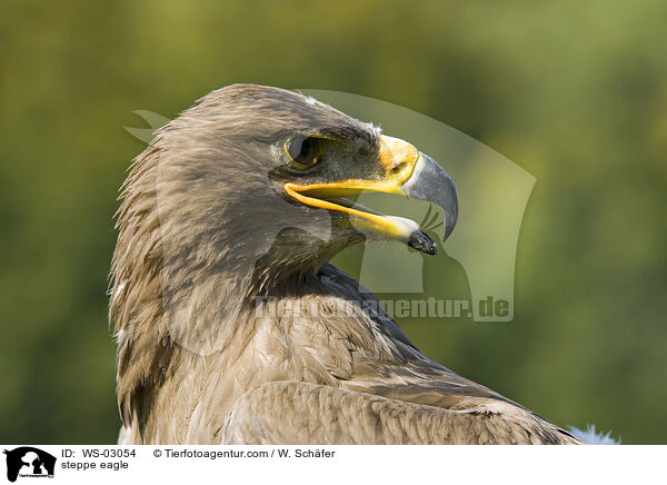 steppe eagle / WS-03054