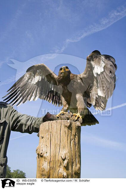 steppe eagle / WS-03055