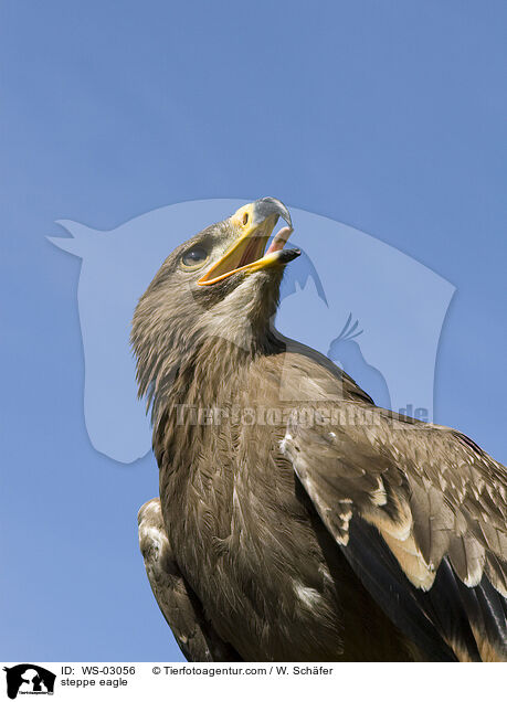 Steppenadler / steppe eagle / WS-03056
