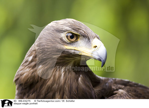 steppe eagle portrait / WS-03275