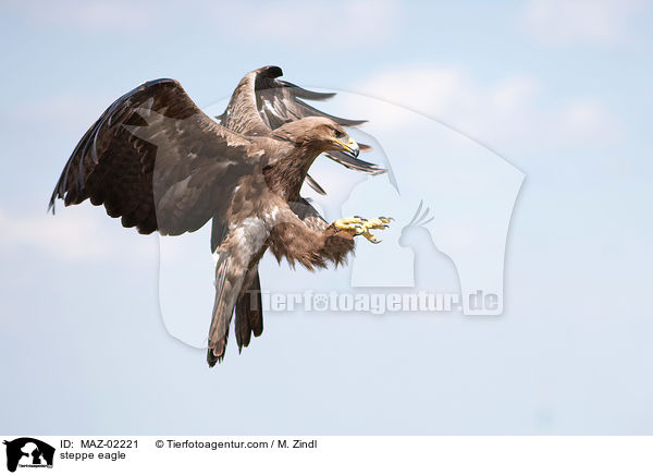 steppe eagle / MAZ-02221