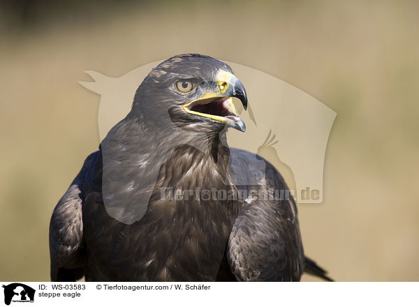 Steppenadler / steppe eagle / WS-03583