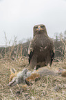 Steppe eagle with dead fox