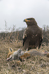 Steppe eagle with dead fox