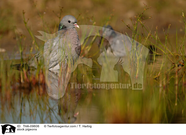 Hohltauben / stock pigeons / THA-09606