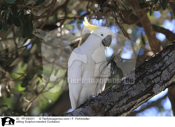 sitting Sulphur-crested Cockatoo / FF-09201