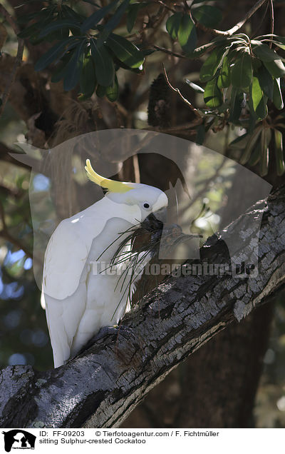 sitting Sulphur-crested Cockatoo / FF-09203