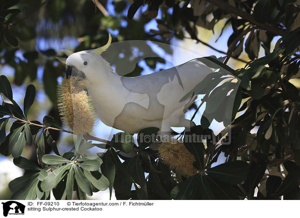 sitting Sulphur-crested Cockatoo / FF-09210