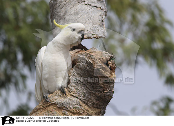 sitting Sulphur-crested Cockatoo / FF-09223