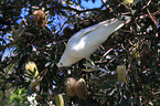 Sulphur-crested Cockatoo