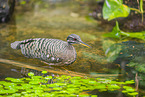 sun bittern