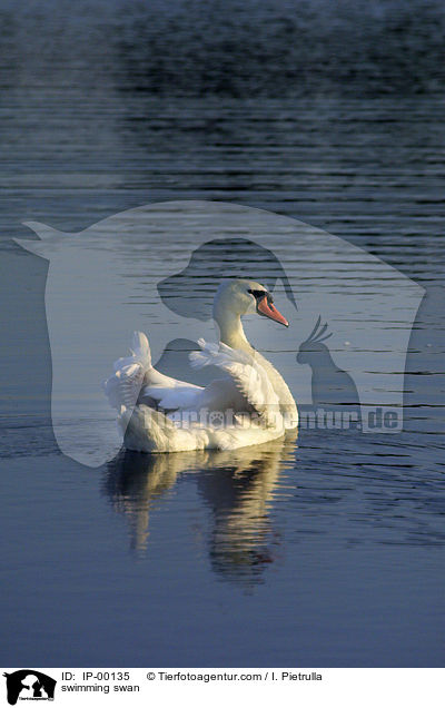 Schwan auf dem Teich / swimming swan / IP-00135