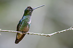 Talamanca hummingbird