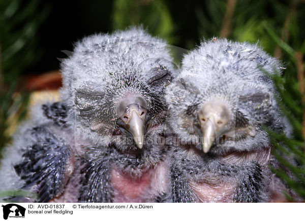 Raufukauzkken / boreal owl fledgling / AVD-01837