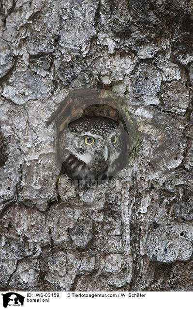 boreal owl / WS-03159