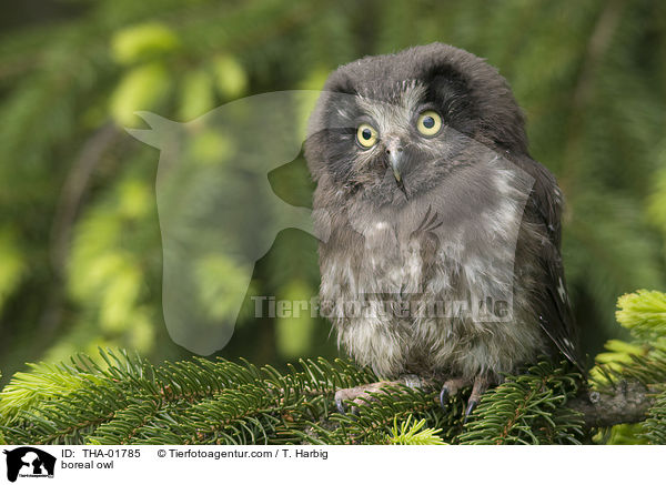 boreal owl / THA-01785