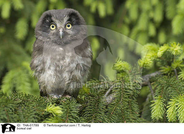 Raufukauz / boreal owl / THA-01789