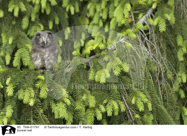 Raufukauz / boreal owl / THA-01791