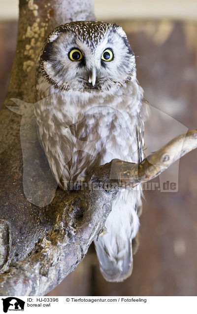 boreal owl / HJ-03396
