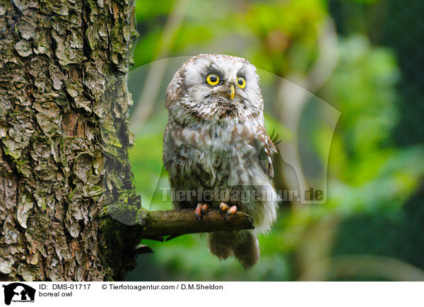 Rauhfukauz / boreal owl / DMS-01717